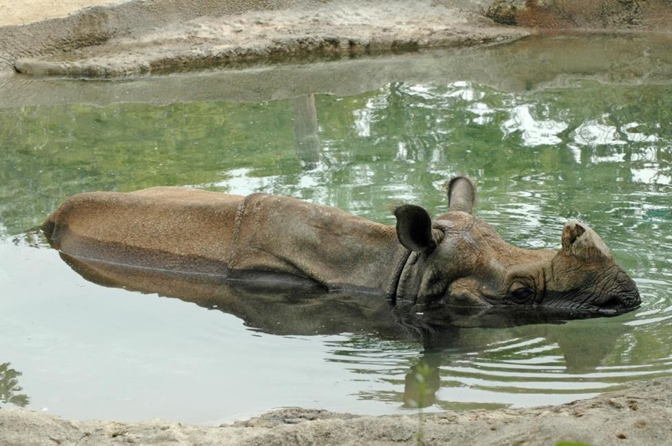 A hippo in the water