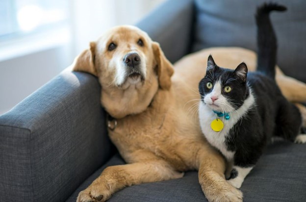 A cat and a dog cuddling on the couch