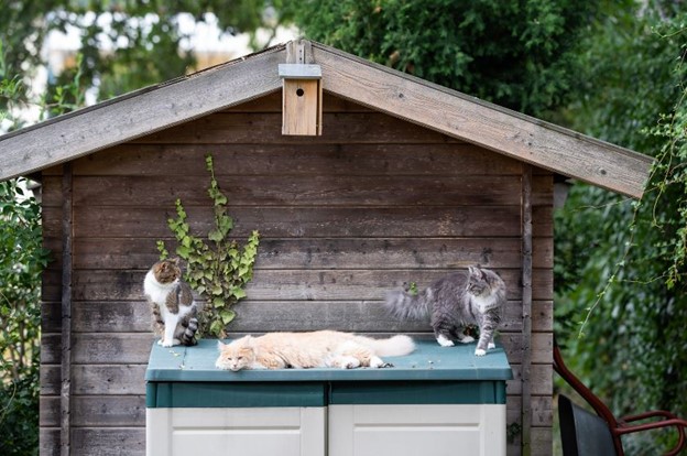 A catio outside with multiple cats