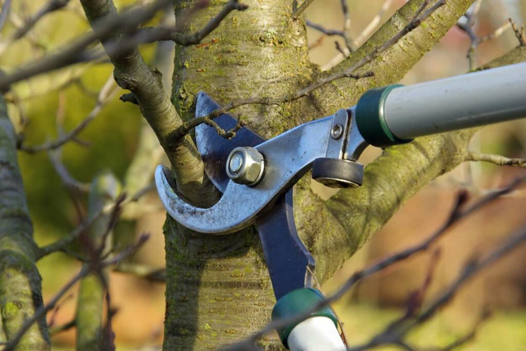 A tree with no leaves is pruned in the spring